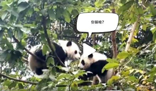 �L�L��̫�ɐ�����С��ȫ�̡���ĸЦ����