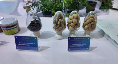 在三亞，尋找“種子”的答案