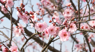 良渚古城春日限定美景上新