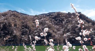 黃花城水長城：山花爛漫 春意正濃